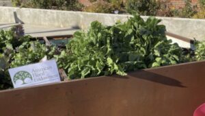 Announcing 2024-2025 Education Grants from the American Floral Endowment