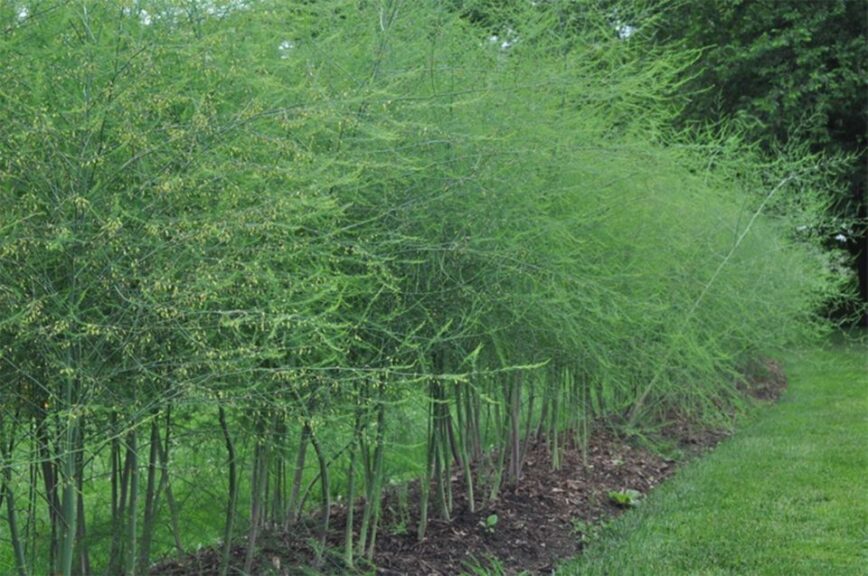 Asparagus officinalis ‘Millennium’ (Edible)