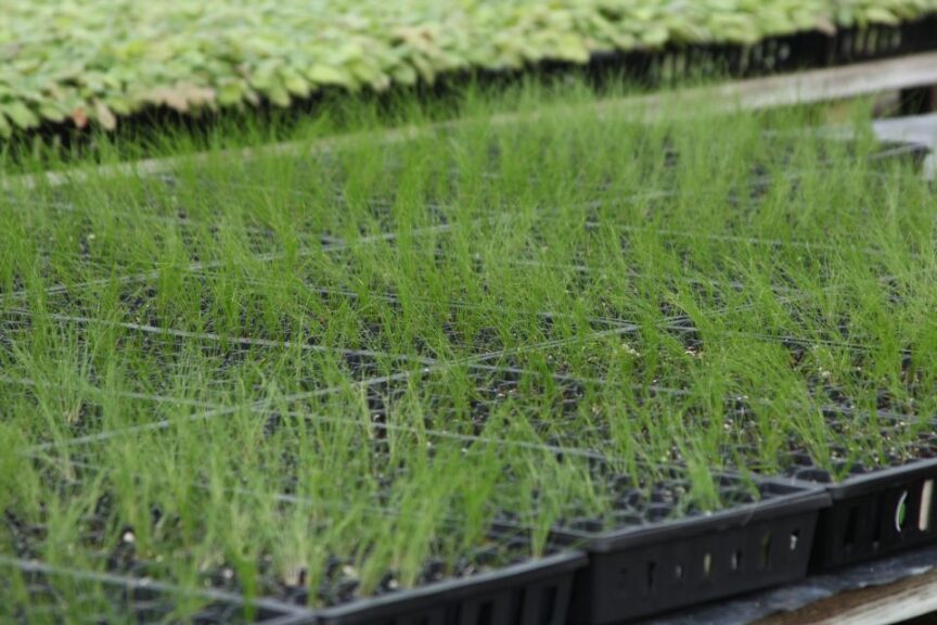 Babikow Greenhouses grows Nassella tenuissima