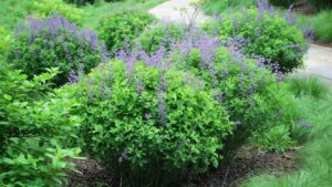 Allan Armitage on the Trifecta of Pollinators, Natives, and Deer Resistance