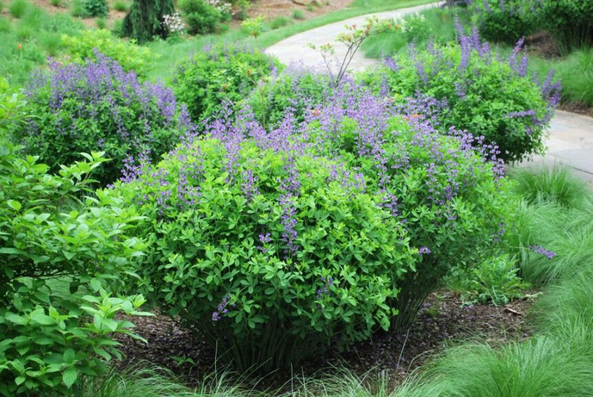 Allan Armitage on the Trifecta of Pollinators, Natives, and Deer Resistance