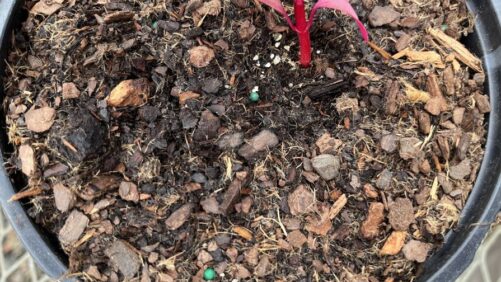 Use Caution to Avoid Overwatering Wood Fiber Substrates