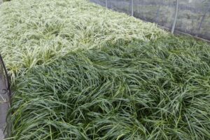 What Are the Biggest Trends in Perennials Varieties in 2024? Find Out Here