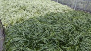 What Are the Biggest Trends in Perennials Varieties in 2024? Find Out Here