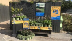 Cavano’s Perennials Adds American Beauties Native Plants to Its Inventory