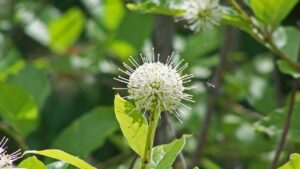 Pennsylvania Horticultural Society Names New Gold Medal Plant Winners 