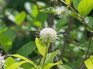 Cephalanthus occidentalis ‘Sugar Shack’ (Shrub)