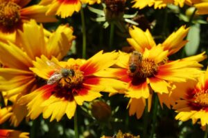 Coreopsis UpTick Gold Bronze Baluptgonz with bees
