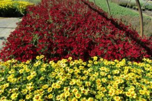 Coreopsis UpTick Yellow Red Baluptowed and Dianthus Rockin Red