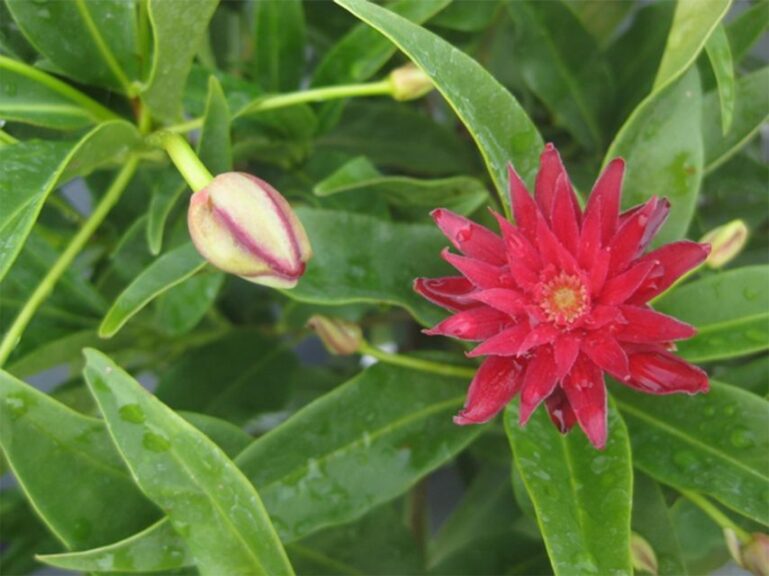 Illicium ‘Woodland Ruby’ (Shrub)