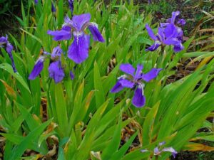 Iris tectorum (Perennial)