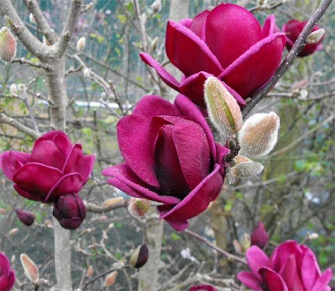 Magnolia ‘Genie’ (Tree)