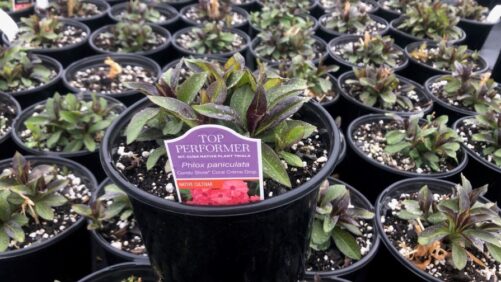 Helping Consumers Find the Best Native Plants at Retail