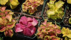 Students Pursue Passions Through Horticultural Research Institute Scholarships