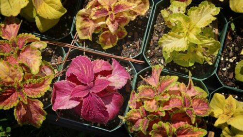 Students Pursue Passions Through Horticultural Research Institute Scholarships