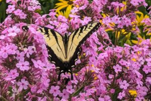 Phlox p. Jeana with butterfly