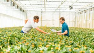 How Data Drives Greenhouse Production