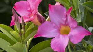 Home Gardening Tied to Mental Health Benefits in New Survey