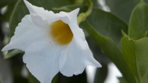 Complimentary Mites Protect the New Line of Monrovia Mandevilla