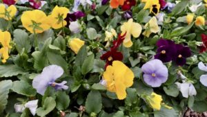 Pansies Are the Next Big Thing in Texas Landscaping