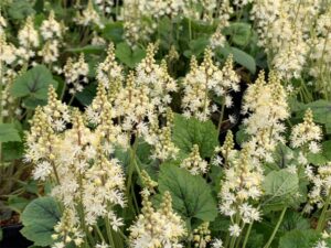 Tiarella cordifolia ‘Brandywine’ (Perennial)