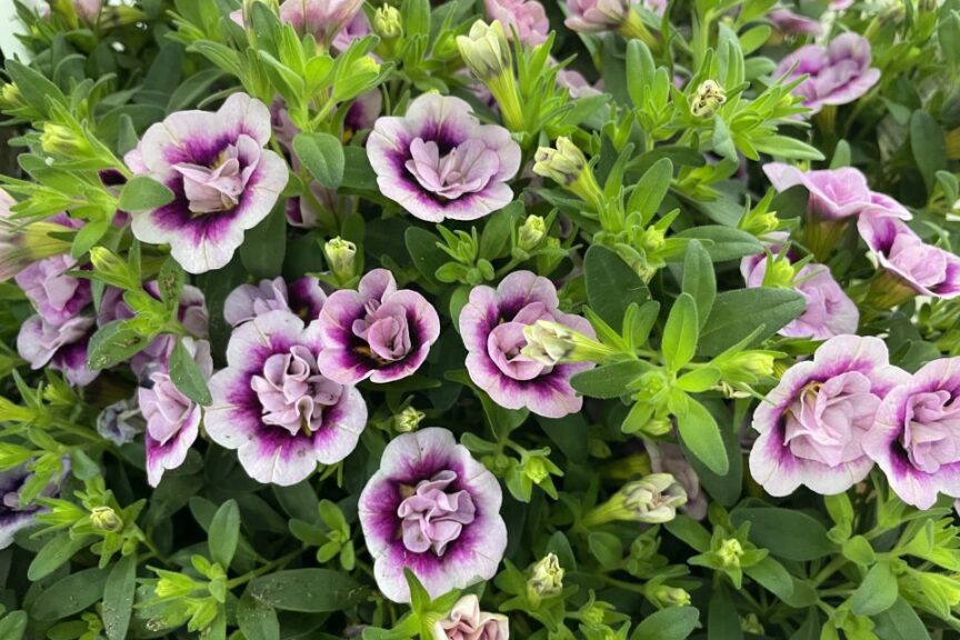 6. Stunning New Varieties at Proven Winners Open House