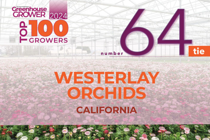 #64 (tie): Westerlay Orchids
