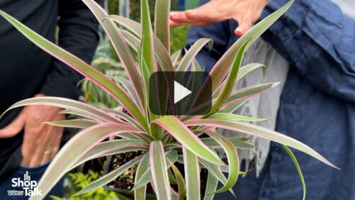 A Smooth Yucca From Plant Development Services (Video)
