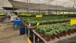 A Look at Varieties as Plant Trial Participants