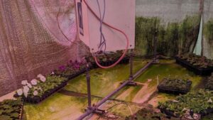 How to Stop the Spread of Algae and Moss Inside Greenhouses