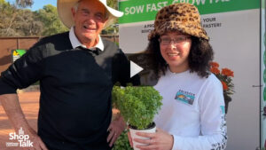 Basil Bonsai From PanAmerican Seed Ideal as a Countertop Plant (Video)