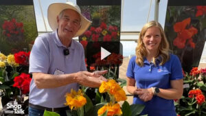 Canna ‘Cannova Gold Leopard’ at American Takii (Video)