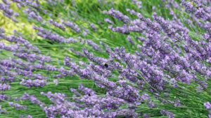 Choosing the Right Lavender Variety for Optimal Growth