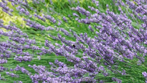 Choosing the Right Lavender Variety for Optimal Growth