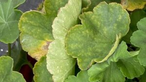 Preventing and Treating Iron Toxicity in Geraniums