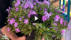 New Phlox Spring Splash Series From Darwin Perennials (Video)