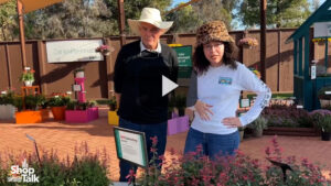 New Summerlong Agastache Series from Darwin Perennials (Video)