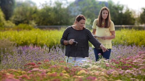 Plant Trials Benefit Breeders, Growers Alike