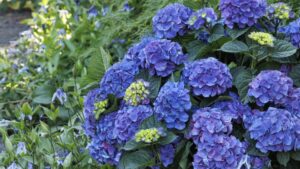 Monrovia Looks to Its Past With New Retail Plant Collection Program