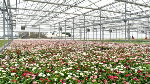 A Conversation About Skagit Horticulture’s Legacy