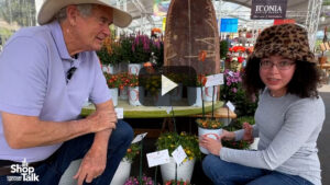 Two New Delosperma Series from Dümmen Orange (Video)