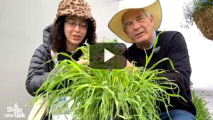Up Close With Hare’s Tail Grass From Benary (Video)