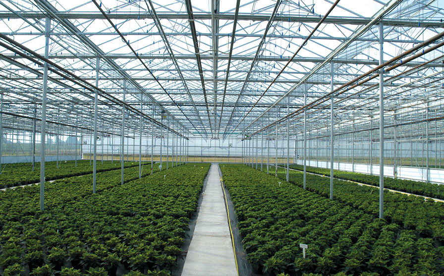 Venlo Greenhouse - Greenhouse Grower