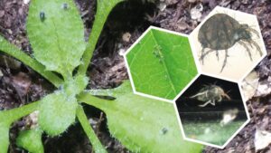 Plant Drought Response Hormone Found to Block Spider Mites