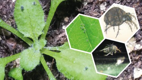 Plant Drought Response Hormone Found to Block Spider Mites