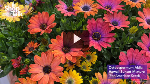 Greenhouse Grower’s Hot Takes on Osteospermum, Hibiscus, and Ninebark