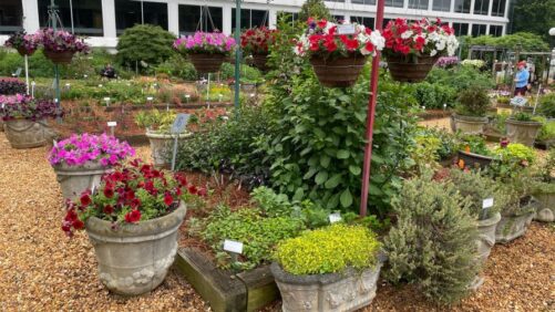 More Varieties Trialed at UGA During 2024 Southern Garden Tour