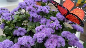 Best of CAST 2024 Highlights from Darwin Perennials, PanAmerican Seed, and Ball FloraPlant