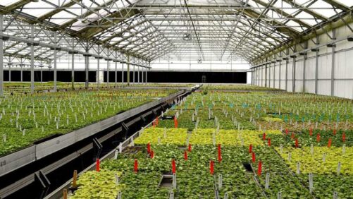 Innovative Techniques for Scaling up Greenhouse Seedling Production