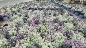 The Evolving State of Sustainability through MPS Certification